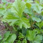 Waldsteinia fragarioides leaf picture by tufty_jam_bean (cc-by-sa)