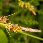 Carex pilulifera fruit picture by Martin Bishop (cc-by-sa)