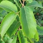 Diospyros virginiana leaf picture by Timothy Moore (cc-by-sa)
