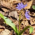 Scilla bifolia habit picture by Jani Zadrgal (cc-by-sa)