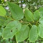 Betula lenta leaf picture by j sid (cc-by-sa)