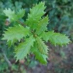 Quercus faginea leaf picture by POCH COMAS ANTONI (cc-by-sa)