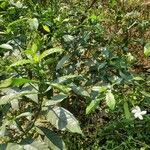 Tabernaemontana divaricata habit picture by Prasanta Hembram (cc-by-sa)
