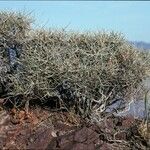 Ephedra funerea habit picture by Daniel Barthelemy (cc-by-nc)