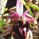Ophrys ferrum-equinum flower picture by dimitris log (cc-by-sa)