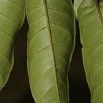 Vismia sessilifolia leaf picture by R. Tournebize (cc-by-sa)