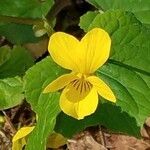 Viola glabella flower picture by Andrew Thomas (cc-by-sa)
