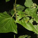 Mikania vitifolia leaf picture by Nelson Zamora Villalobos (cc-by-nc)