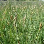 Carex panicea habit picture by Yoan MARTIN (cc-by-sa)