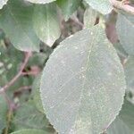 Prunus mahaleb leaf picture by Надежда Надежда (cc-by-sa)