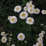 Tanacetum parthenium habit picture by nicki ki (cc-by-sa)