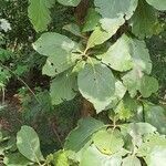 Tectona grandis leaf picture by uma raj (cc-by-sa)