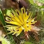 Centaurea benedicta flower picture by Delgado Caballero Fran (cc-by-sa)