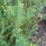 Erica erigena leaf picture by Jose Rodriguez (cc-by-sa)