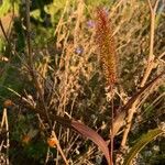 Setaria italica leaf picture by Meineke Dietlinde (cc-by-sa)