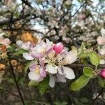 Malus sylvestris flower picture by Christine Therond (cc-by-sa)