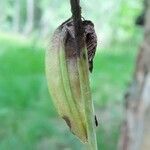 Ophrys insectifera fruit picture by Tomaž Jančar (cc-by-sa)