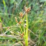 Rhynchospora tenuis flower picture by Trap Hers (cc-by-sa)