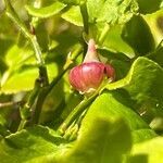 Vaccinium myrtillus flower picture by Terje Norli (cc-by-sa)