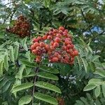 Sorbus scopulina fruit picture by j b (cc-by-sa)