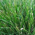 Eleocharis palustris habit picture by F M (cc-by-sa)