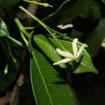 Tabernaemontana alba fruit picture by Nelson Zamora Villalobos (cc-by-nc)