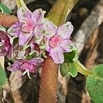Zaleya pentandra flower picture by susan brown (cc-by-sa)