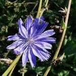 Cichorium endivia flower picture by Guy DR (cc-by-sa)