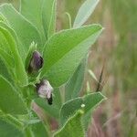 Vicia narbonensis flower picture by Stefana Popova (cc-by-sa)