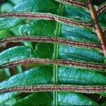 Blechnum spicant flower picture by Pierre LEON (cc-by-sa)