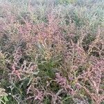 Atriplex prostrata flower picture by Johan vdK (cc-by-sa)