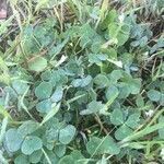 Trifolium subterraneum habit picture by Campo Rodríguez (cc-by-sa)