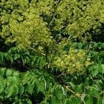 Aralia spinosa flower picture by Joshua Kuykendall (cc-by-sa)