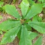 Magnolia fraseri leaf picture by Philip Enteles (cc-by-sa)