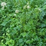 Valeriana officinalis habit picture by uakari (cc-by-sa)