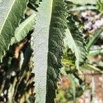 Eriodictyon crassifolium leaf picture by jeffrey hinz (cc-by-sa)