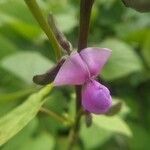 Canavalia rosea flower picture by Rajendra Rajendra Choure (cc-by-sa)
