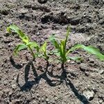 Zea mays habit picture by Eli Small (cc-by-sa)