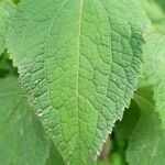 Stachycephalum argentinum leaf picture by Trap Hers (cc-by-sa)
