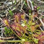 Drosera intermedia flower picture by alain croibien (cc-by-sa)