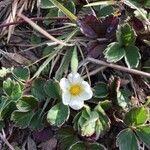 Fragaria chiloensis flower picture by ElisaLvia (cc-by-sa)