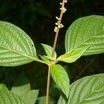 Gonzalagunia panamensis leaf picture by Nelson Zamora Villalobos (cc-by-nc)