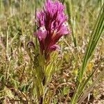 Castilleja exserta flower picture by Monika Kopp (cc-by-sa)