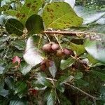 Nyssa sylvatica fruit picture by Derrick Derrick George (cc-by-sa)