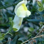 Antirrhinum siculum flower picture by francois tissot (cc-by-sa)