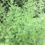 Artemisia annua habit picture by genevieve salvin (cc-by-sa)