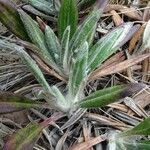 Robinsonecio gerberifolius leaf picture by Fabien Anthelme (cc-by-sa)