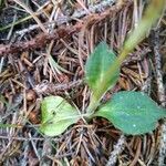 Goodyera repens leaf picture by Cristian Zanella Cristian Zanella (cc-by-sa)