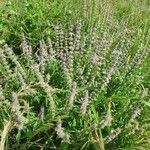 Ocimum americanum habit picture by susan brown (cc-by-sa)