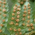 Polystichum setiferum fruit picture by Sylvain Piry (cc-by-sa)